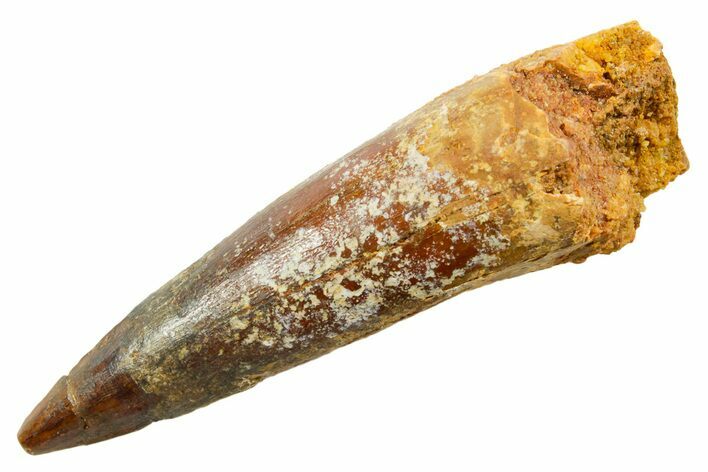 Fossil Spinosaurus Tooth - Real Dinosaur Tooth #364231